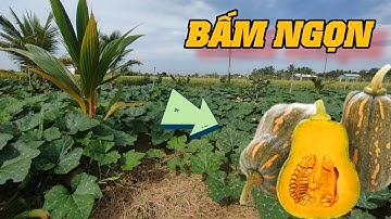 2 giai đoạn BẤM NGỌN bí đỏ hồ lô lấy trái tốt nhất 1.8 tấn /1000m2