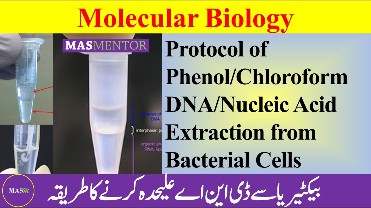 Phenol Chloroform DNA/Nucleic Acid Extraction Protocol from Bacterial ...