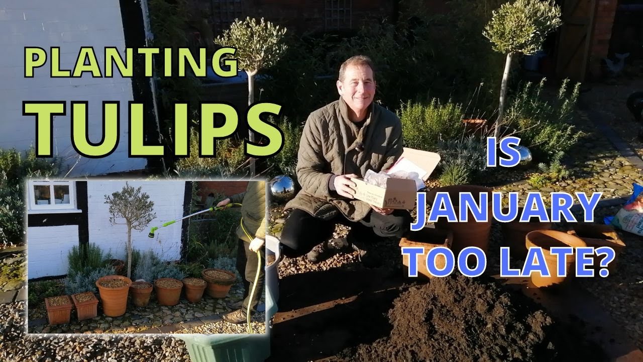 How to plant Tulips. Is JANUARY too late? YouTube