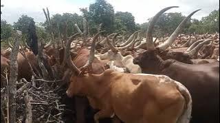 pawa jihumbi anatibu go'mbe - 0736996688 -by-pawa studio