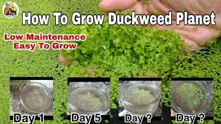 Easy maintenance floating plant. How to grow Duckweed Plants. Low Maintenance Aquarium plants