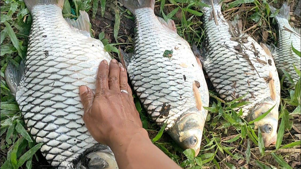 MANCING || SPOT VIRAL SUNGAI ASAHAN || STRIKE IKAN TAWES MONSTER