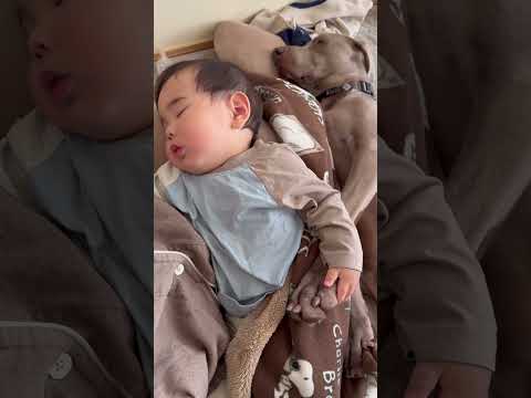 赤ちゃんとイッヌが仲良く手を繋いで寝てる姿がただ癒し #ワイマラナー #dogvlog #癒し #大型犬のいる生活 #可愛い #赤ちゃん #かわいい #ペット #shorts
