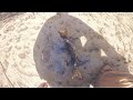 MORNING MUD CRABS // Almost gave up on making YouTube Videos !