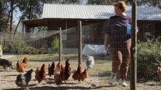 Worming Chickens Naturally: How to Worm Chickens