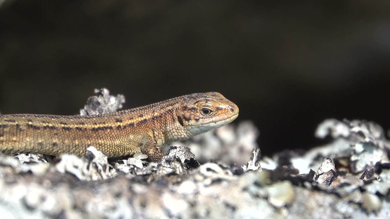 Common Lizard basking in the Sun