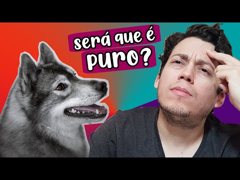 Vídeo: Como Determinar A Pureza Da Raça De Um Cachorro Husky