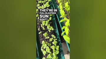 Figure out the most efficient soil block watering method for your setup