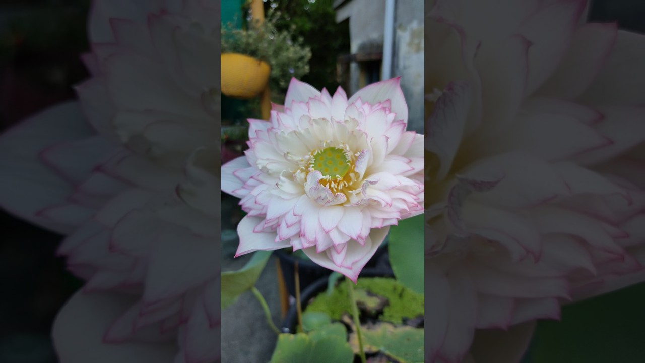 beautiful lotus bloom