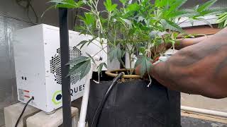 MMJ Indoor Grow Update: Clearing up bottoms before 1st layer of trellis