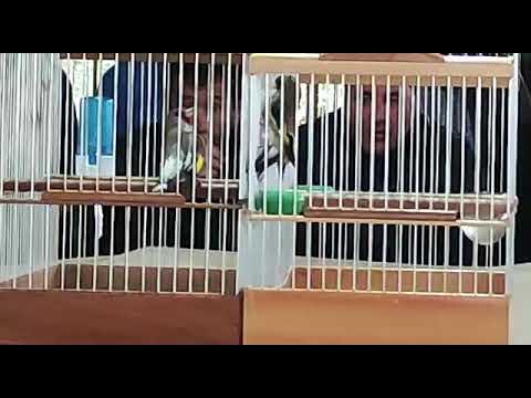 шапарак - YouTube