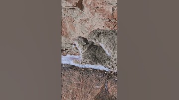 ❄️ Snow Leopard 🐾 Private Moments in the Wild