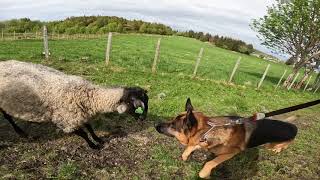 German shepherd on walk. Eros på tur. 21.05.2024.  you tubes most boring video