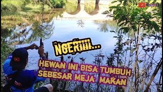 SALAH PEGANG ‼️JARI TANGAN KU BISA PUTUS || MANCING BAUNG DAPAT BULUS LABI LABI