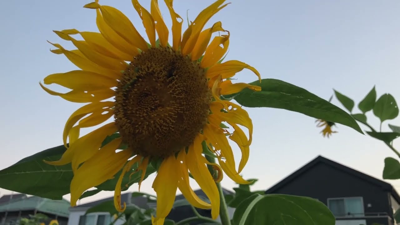 ヒマワリと月 a sunflower and the Moon - YouTube