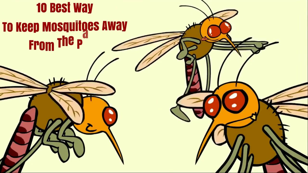 10 Best Way To Keep Mosquitoes Away From The Patio YouTube