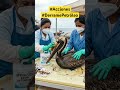 Derrame de petróleo, que hacer? #debessaberloydifundir #contaminación #biología #limpiezadelosmares