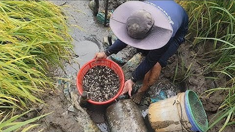 Giải cứu cá rô đồng mắc cạn (T76) khô hết rồi 