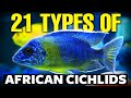 21 best types of african cichlids 