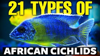 21 BEST Types Of African Cichlids 🐟