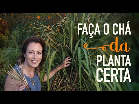 Vídeo: Com que frequência devo regar o capim-limão: dicas sobre como regar as plantas de capim-limão