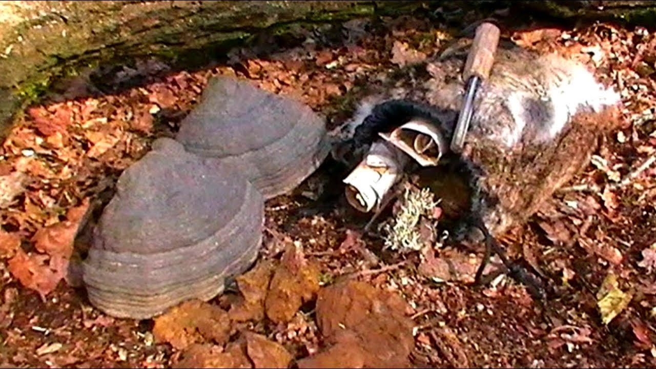 Processing Amadou Tinder Horse Hoof Fungus YouTube