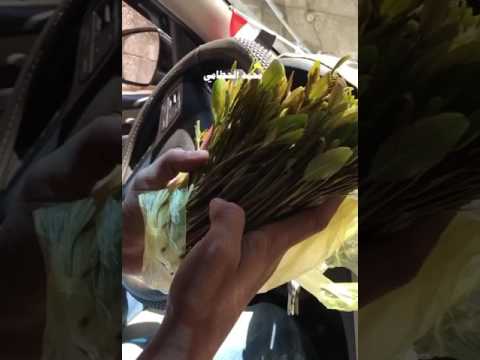 ابو حنظلة سعد من خزن بقات عود محمدالحطامي