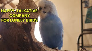 Budgie TV - Happy, Cheerful Budgie Sounds For Lonely Birds