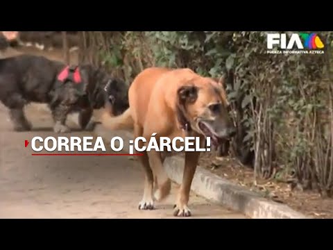 Video: ¿Deberían los perros llevar correa en público?