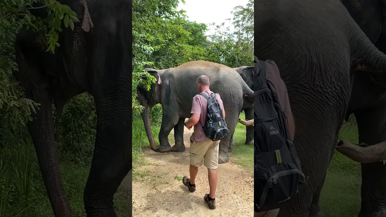 Kulen Elephant Forest