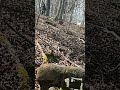 Slow motion on a boar at 25 yards