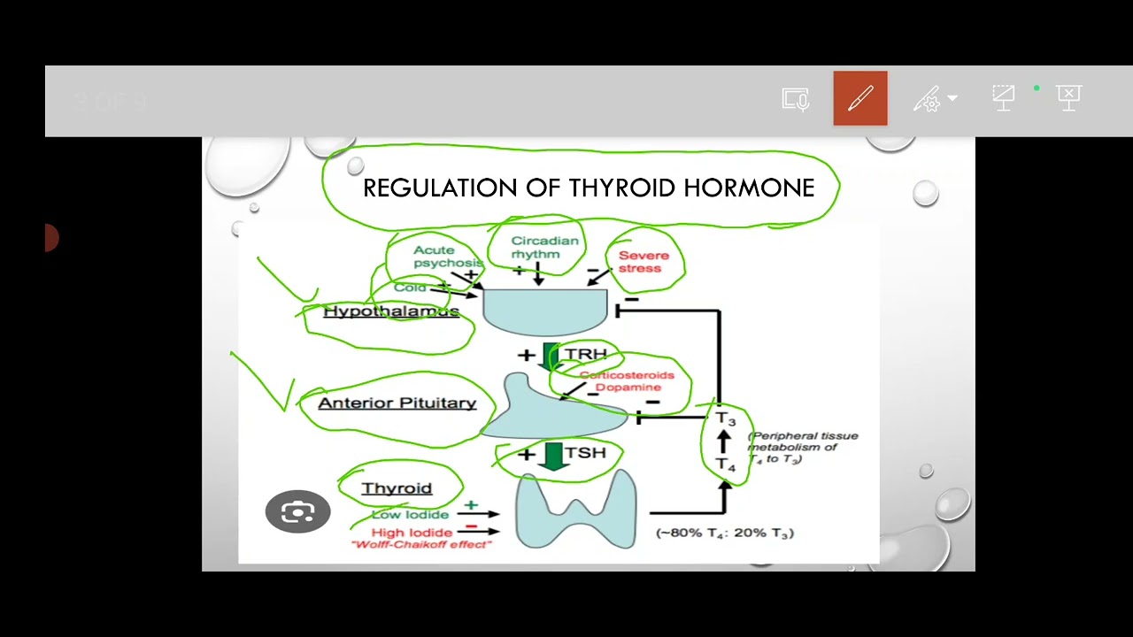 Thyroid gland(part 1)||