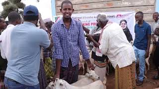 Mandera South Benefits From Goats Restocking Programme