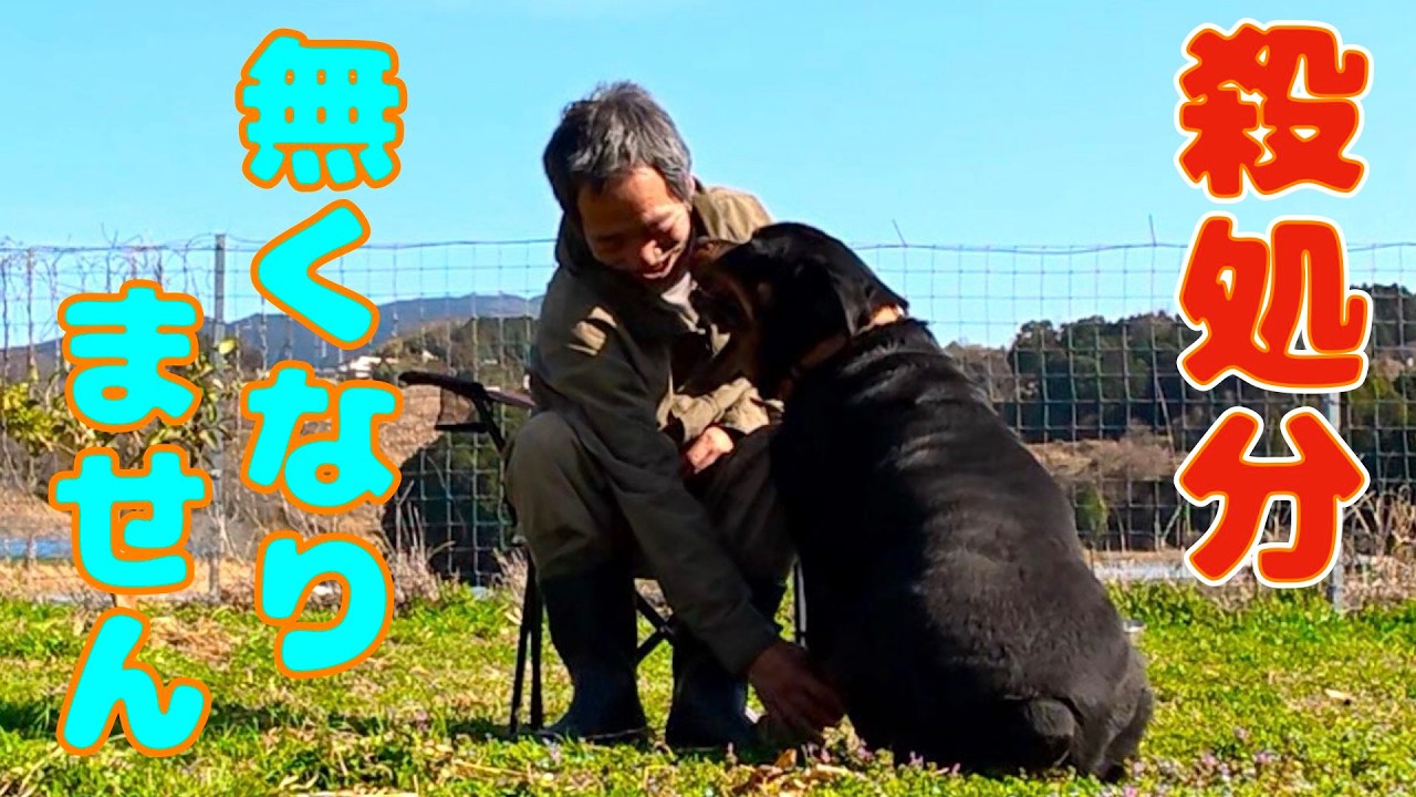 殺処分ゼロを目指す！だからより良いドッグライフを過ごして欲しいのです