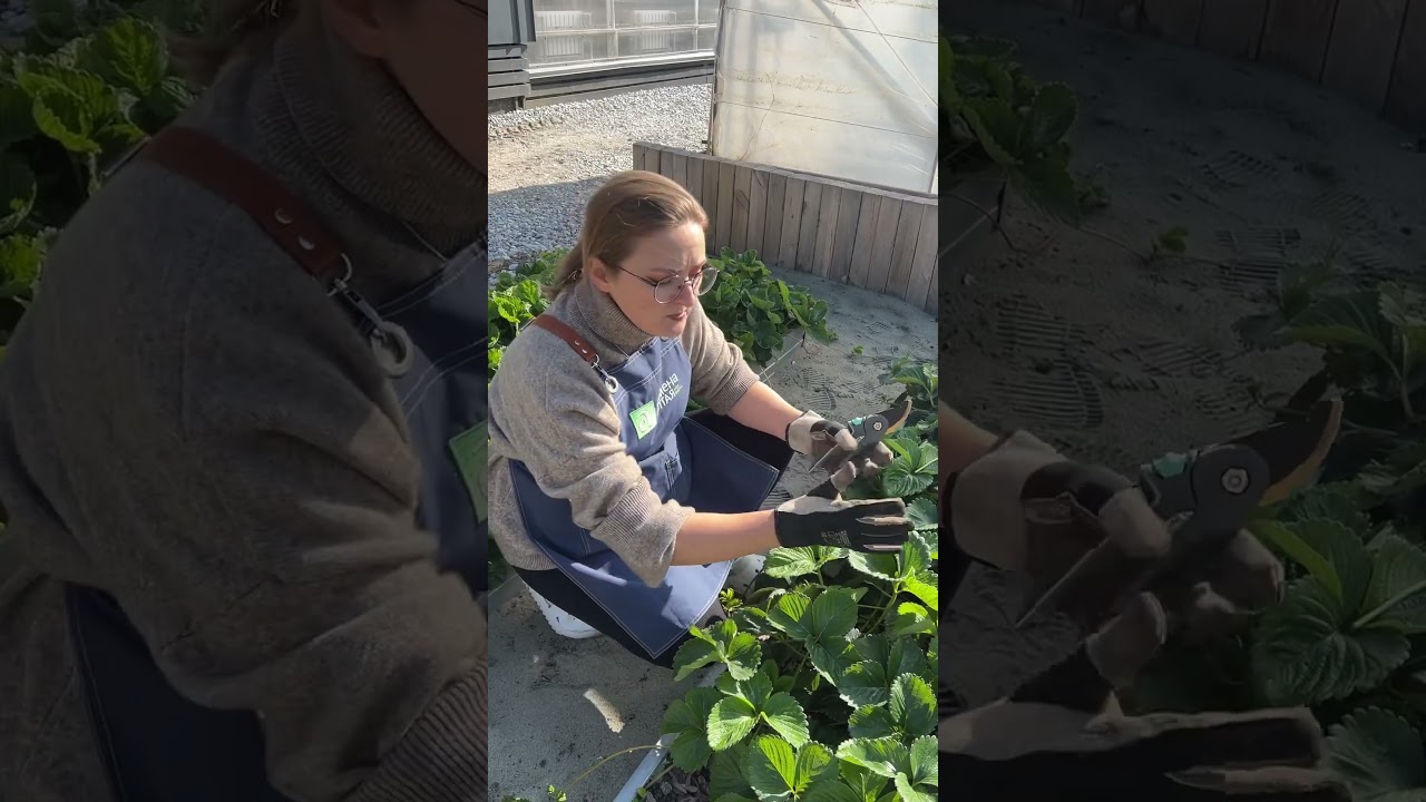 Чем обработать клубнику в зиму?