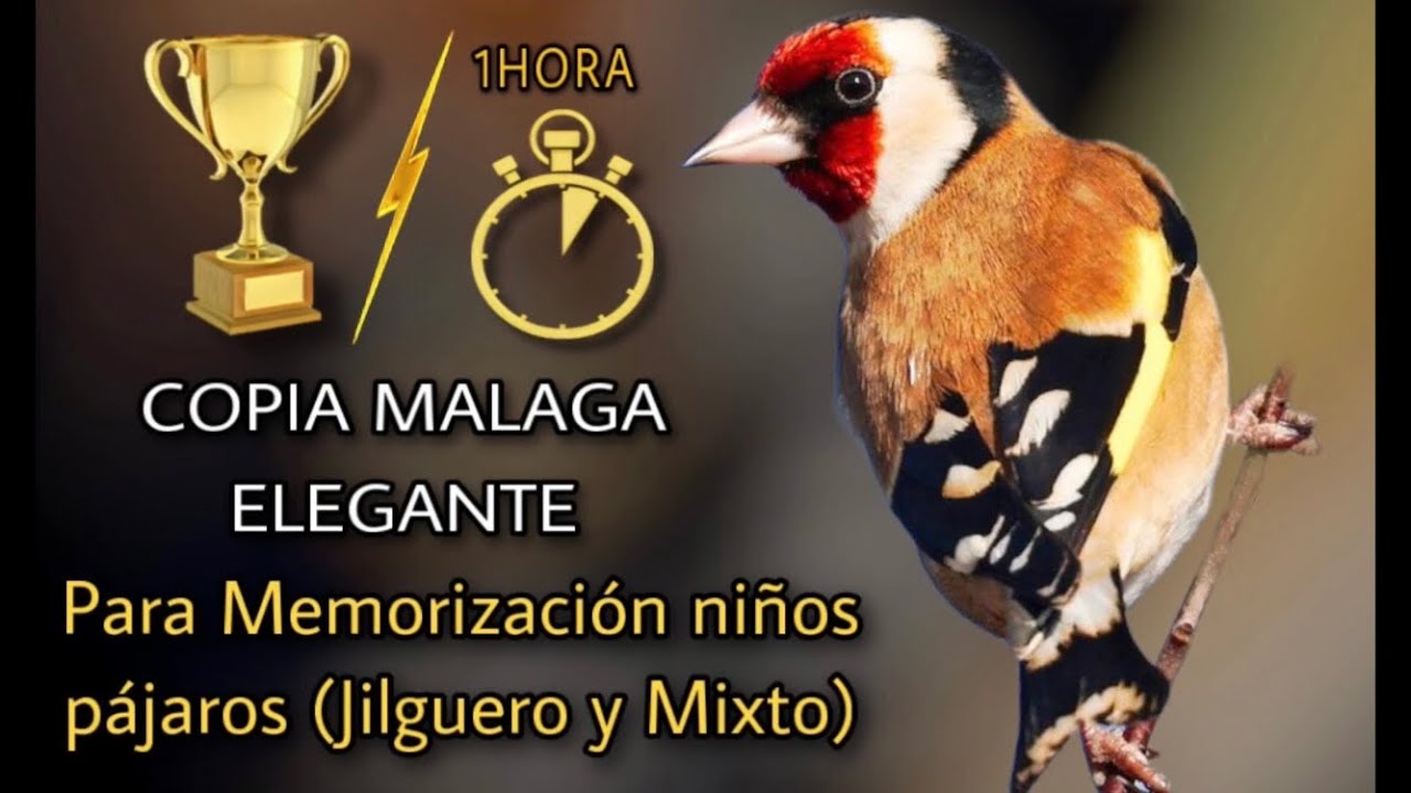 Copia malaga élégante para memorización niños de pájaros ( Jilguero y Mixto) CD Goldfinch 1h singing