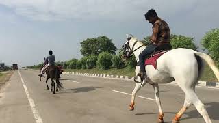 #horse #horselovers #trending #reels #rajasthan @DHAKADHORSEFARMHOUSE