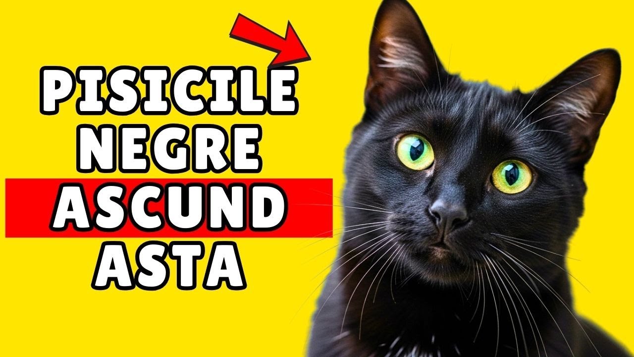 9 curiozități incredibile despre pisicile negre (nr. 4 este surprinzătoare)