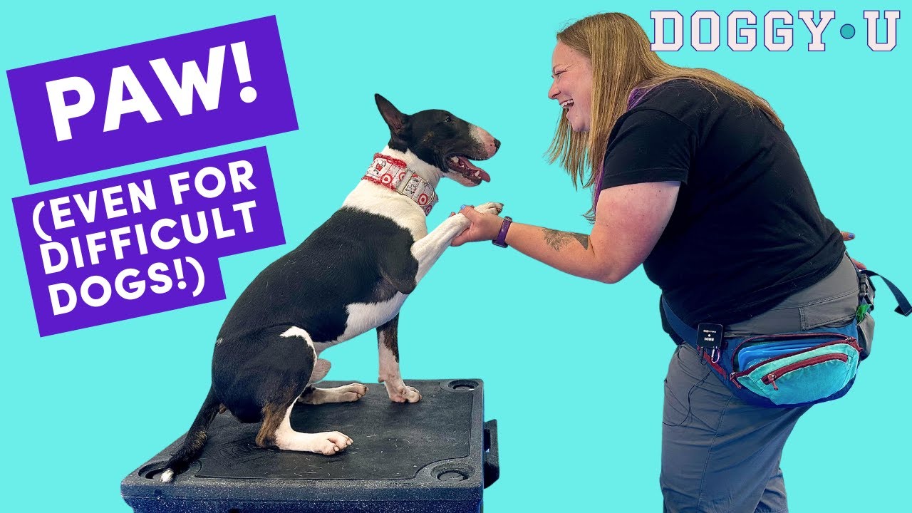 Train Paw Or Shake Trick For Service Dogs And Pet Dogs even For Train paw or shake trick for service dogs and pet dogs even for