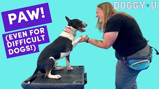 Train Paw or Shake Trick for Service Dogs and Pet Dogs (even for challenging dogs!)