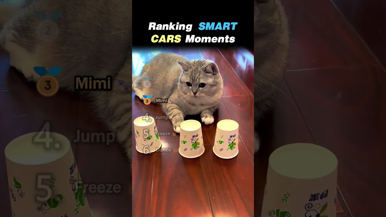 Ranking SMARTEST CAT MOMENTS Core Moments!! 🐱