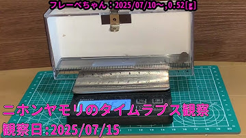 【Memorandum】 2025年07月15日 RPi-Cam-Web-Interfaceを用いたニホンヤモリのTimelapse観察