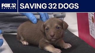 How PAWS Chicago stepped in to save 32 dogs from California