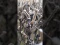 Vine Iarna.....