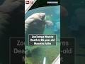 ZooTampa mourns death of 65-year-old manatee Juliet