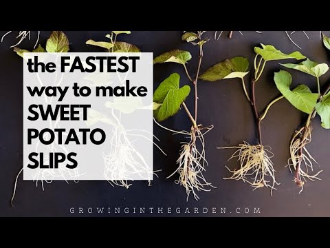 What's the FASTEST way to make SWEET POTATO SLIPS? I was shocked how fast this method worked.
