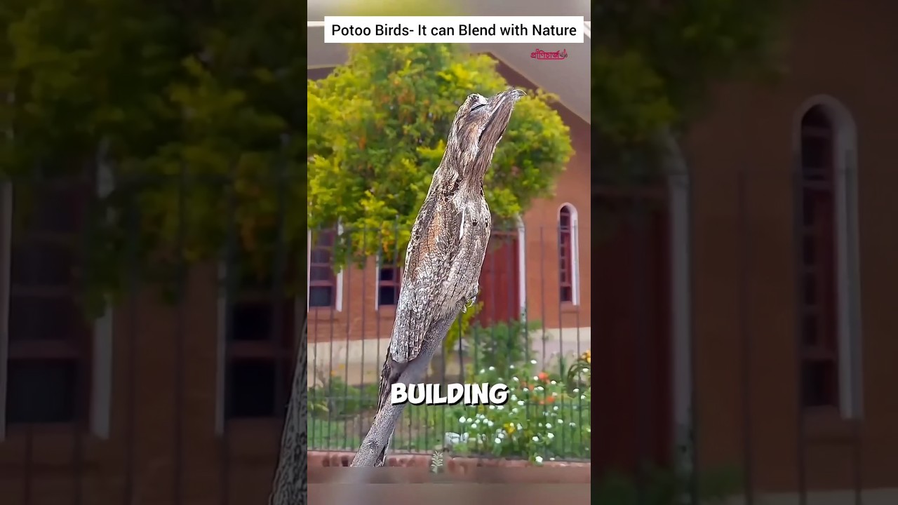 This potoo bird is genius in hiding 