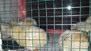 Strafor Köpükten Ana Kucaği Yapimi, Nasil Yapilir. Ihobikümesi Ğı