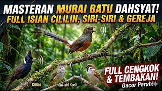 Sekali Dengar Langsung Nyantol! Masteran Murai Batu Isian Paling Dicari Juri