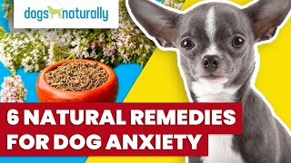 6 Natural Remedies for Dog Anxiety